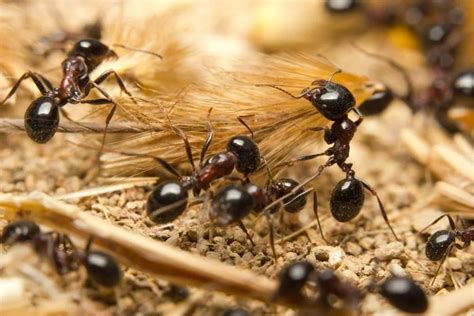 Ant Colony Structure: Queen, Male & Worker Ants Roles