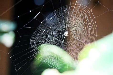 Stock Pictures: Cobwebs or Spiderwebs