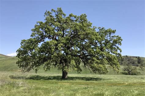 One of California’s iconic tree species offers lessons for conservation – UCLA College