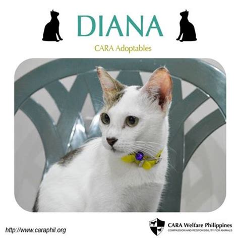 #CARAadoptables: Diana - CARA Welfare Philippines