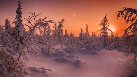 Fir Tree And Forest With Snow Covered During Sunset HD Winter Wallpapers | HD Wallpapers | ID #54122