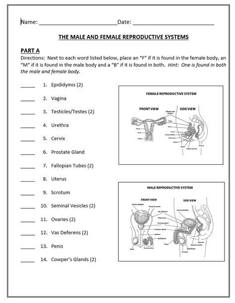 Male And Female Reproductive System Diagram Quiz Parts Of Ma