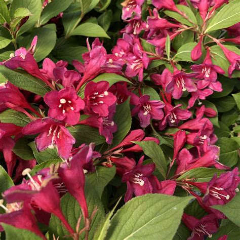 Weigela SONIC BLOOM® Pink - Order Online