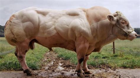 The Belgian Blue Bull. : r/natureismetal