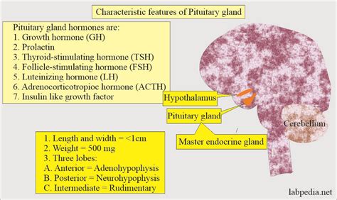 Follicle Stimulating Hormone (FSH) (Follicular Stimulating Hormone), Follitropin - Labpedia.net