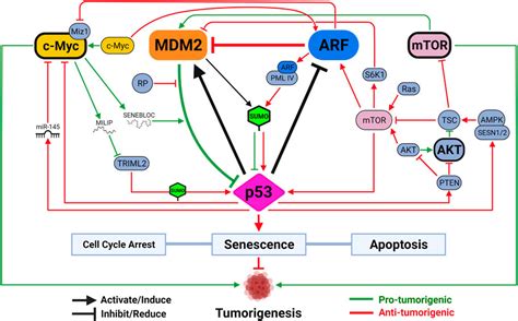 Frontiers | It’s Getting Complicated—A Fresh Look at p53-MDM2-ARF ...