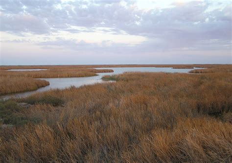 Colorado River Delta - Birding and Ecotoursim Adventures