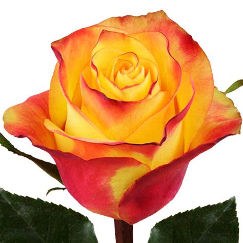Bi color roses, wholesale roses, New Flash Rose | WholesaleFlowers.net