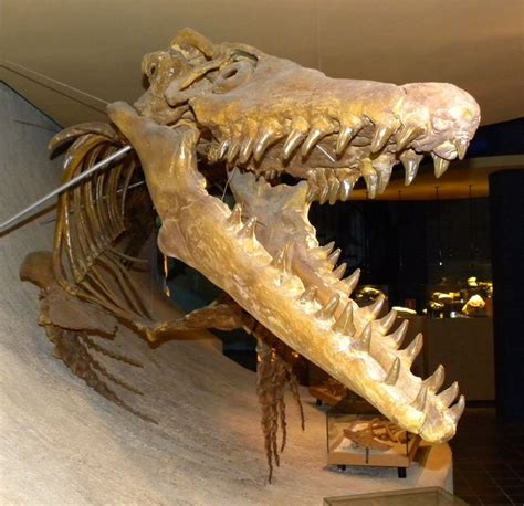 A Mosasaur Tail: How Ancient Reptiles Came to Rule the Oceans | Live Science