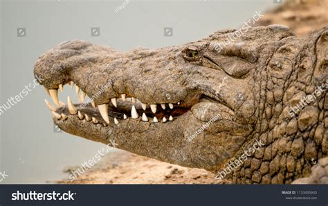 Close Nile Crocodile Showing Big White Stock Photo 1133435930 ...