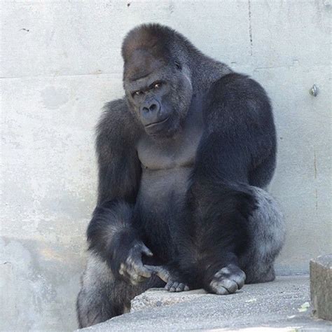 Entertainment Tonight on Instagram: “Meet Shabani the gorilla. In recent months, women have been ...