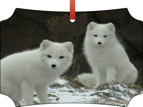 White Arctic Fox Cubs on a Snowy Mountain Double Sided Elegant Aluminum ...