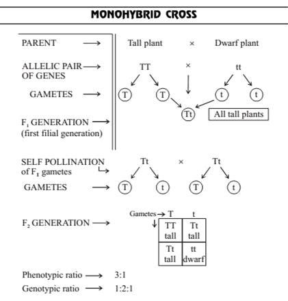 Heredity and Evolution class 10 Notes Science | myCBSEguide.com