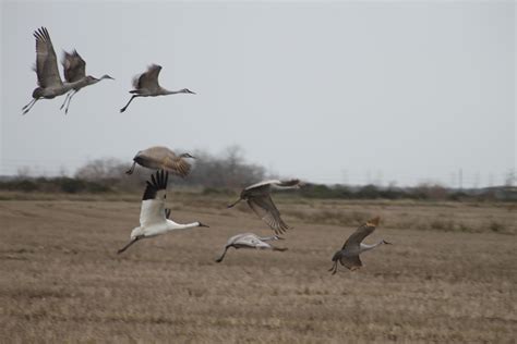 Whooping Cranes Migrating South to Texas « Whooping Crane Conservation ...