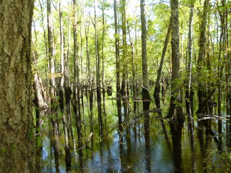 The “Top 40” Conservation Projects at the Coast – NC Coastal Land Trust