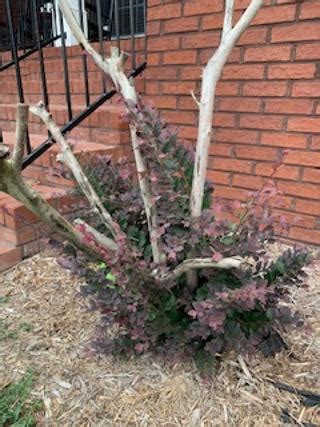 Recovering loropetalum from severe pruning | Walter Reeves: The Georgia Gardener