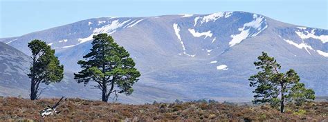 Badenoch and Strathspey |Central Scottish Highlands |Cairngorms National Park | Grantown on Spey ...