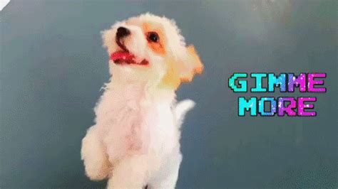 Give Me More GIF by WoofWaggers - Find & Share on GIPHY