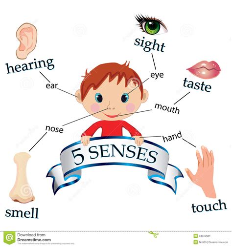 LA EDUCACION FISICA SEGUN TRISTAN: UNIT 2 NATURAL SCIENCE: FIVE SENSES AND BONES