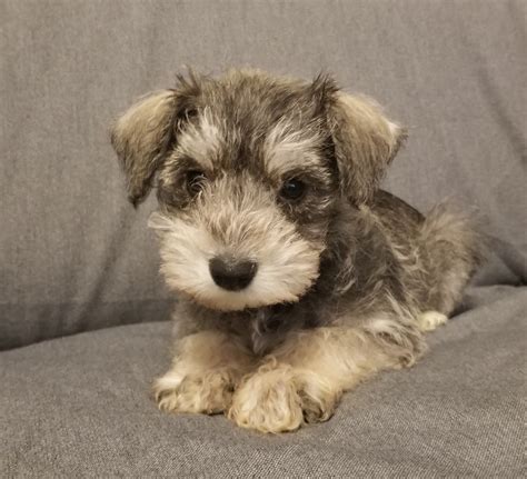 Miniature Schnauzer Puppies For Sale | Acworth, GA #301085