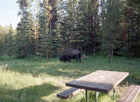 Our campsite in Yellowstone was already occupied when we got there ...