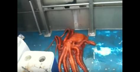 This Is This Is The Most Unbelievable Octopus Escape!