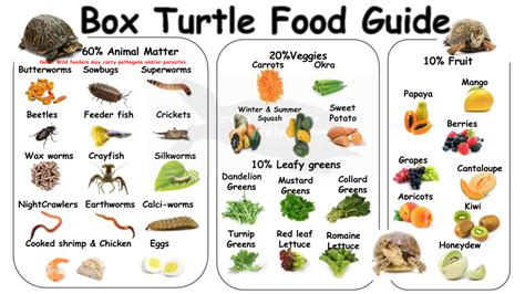 Box turtle food guide | Box turtle food, Turtle diet, Tortoise food