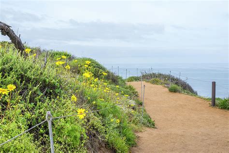 The Guy Fleming Trail At Torrey Pines State Natural Reserve. Photograph by Cavan Images