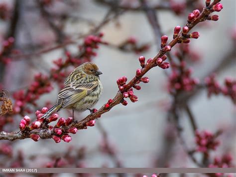 Fire-fronted Serin (Serinus pusillus) | Fire-fronted Serin (… | Flickr