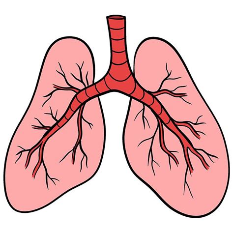 How to Draw Lungs - Really Easy Drawing Tutorial | Lungs drawing, Lungs art, Drawing tutorial easy