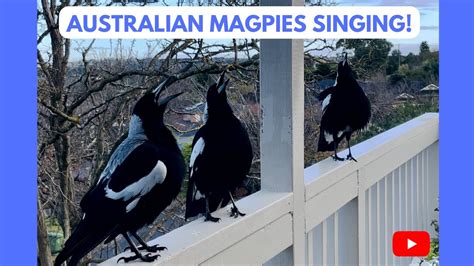 Australian Magpies Singing! 😍 National Anthem?! Listen it’s an Unbelievable SOUND!! #magpie # ...