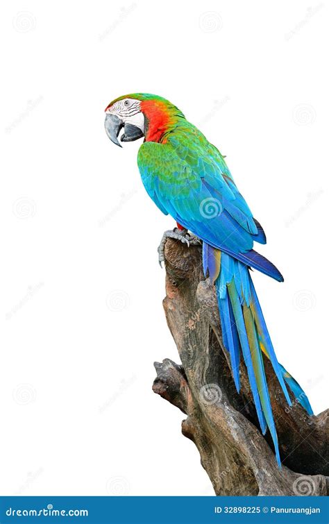 Harlequin Macaw stock image. Image of natural, parrot - 32898225