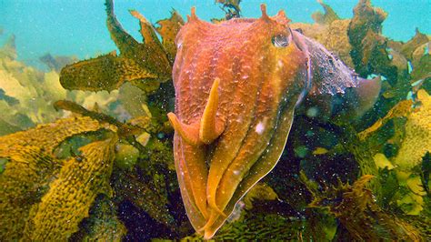 Newsela | Cuttlefish, an ocean shape-shifter, inspires new 3-D printer textures