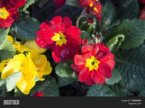 Garden Flower Pot. Tea Image & Photo (Free Trial) | Bigstock