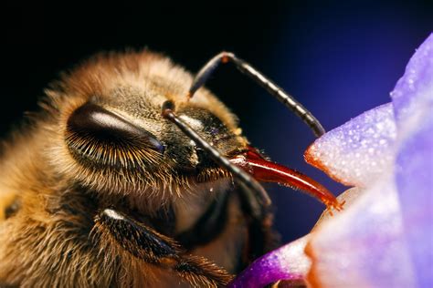 Honeybee Proboscis by dalantech on DeviantArt