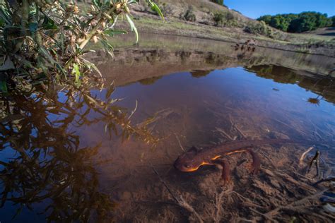 The Newt Normal: How Will These Remarkable Animals Survive in Extreme Climates? | KQED