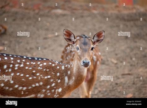 The chital (Axis axis), also known as spotted deer, chital deer, and axis deer Stock Photo - Alamy