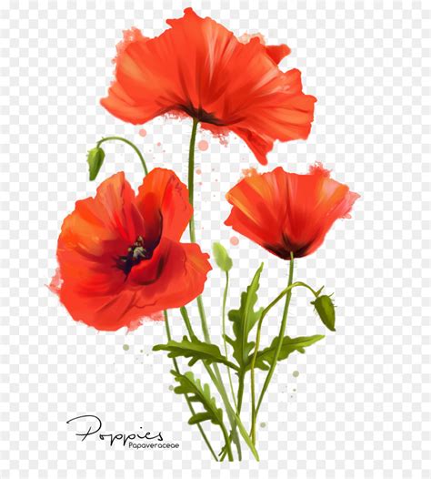 Red Poppy Flower Png - Subarubaruk