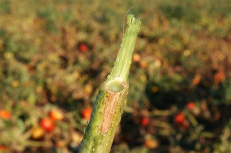 Field Scouting Guide: Fusarium Wilt on Tomato - Growing Produce