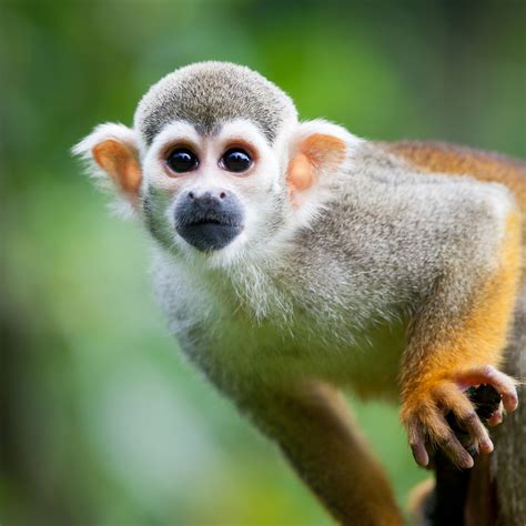 a Common Squirrel Monkey | Squirrel monkey, Pet monkey, Monkey breeds