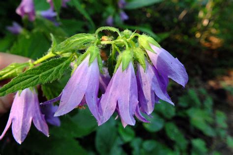 Campanula trachelium (Campanulaceae) image 126860 at PhytoImages.siu.edu