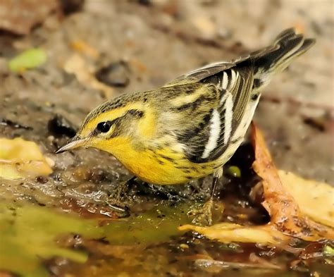 Warblers/Blackburnian_Warbler_female