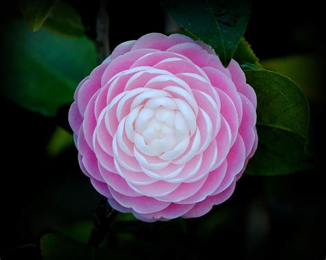 Pink Japanese Camellia flower in bloom close-up photo HD wallpaper | Wallpaper Flare