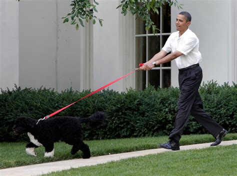 Pictures of Bo and Sunny Obama | POPSUGAR Middle East Pets Photo 4