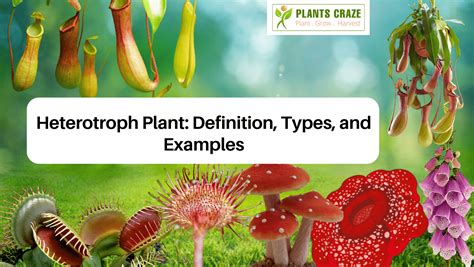 10 Examples Of Autotrophic And Heterotrophic Organisms