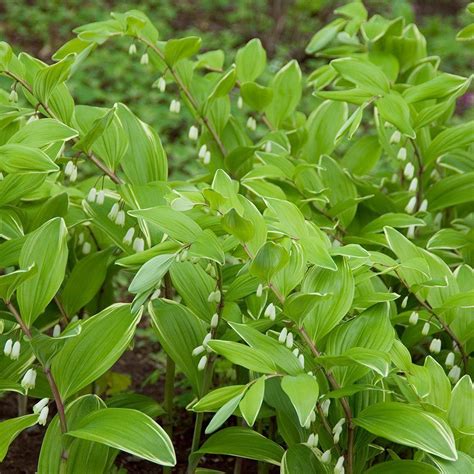 Polygonatum odoratum Variegatum | White Flower Farm White Flower Farm ...