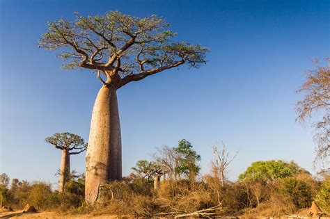 Baobab Full HD