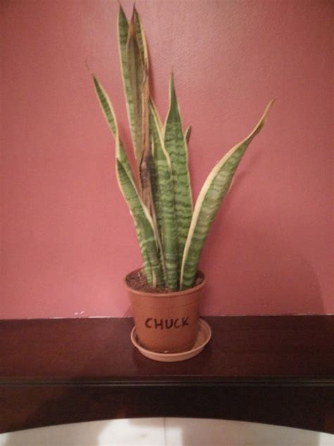 succulents - Chuck the plant - am I ill? - Gardening & Landscaping Stack Exchange
