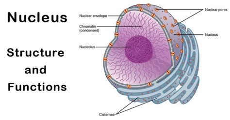 Nucleus: Definition, Structure, Parts, Functions, Diagram