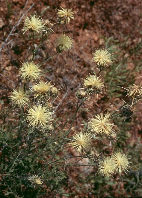 Flower Gallery :: Asteraceae :: 340_08